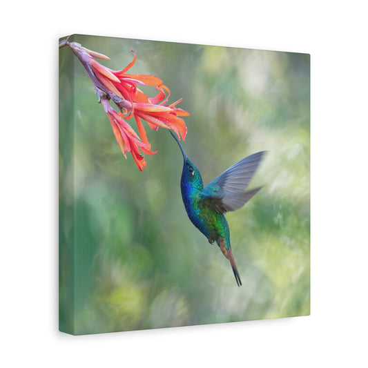 Lazuline Hummingbird 8x8 Canvas Print