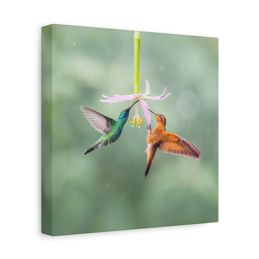 Lesser Violetear and Shining Sunbeam 8x8 Canvas Print