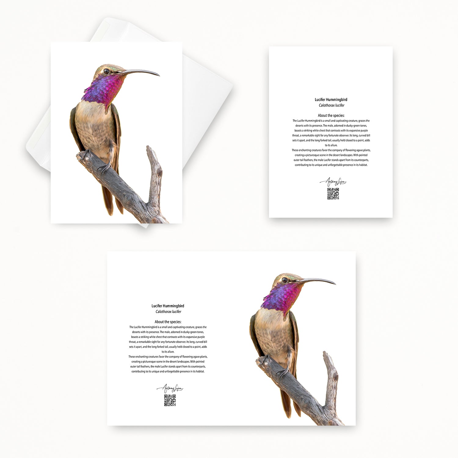 Lucifer Hummingbird 5x7 note card featuring Anthony Lujan photography