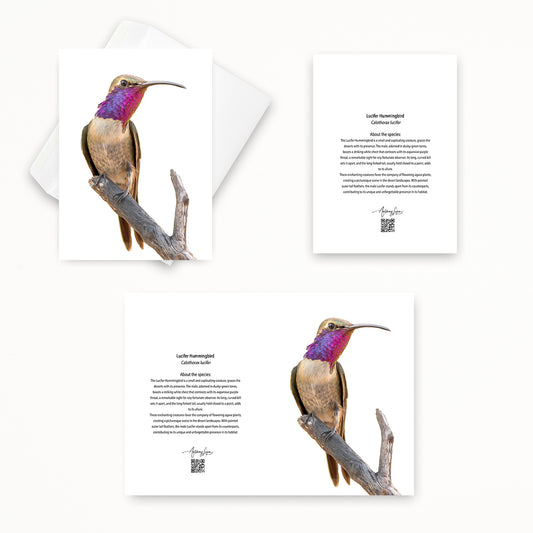 Lucifer Hummingbird 5x7 note card featuring Anthony Lujan photography