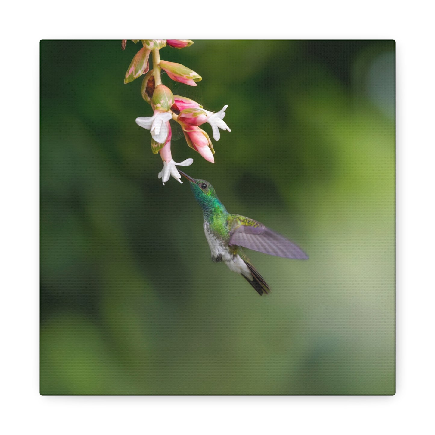 Mangrove Hummingbird 8x8 Canvas Print