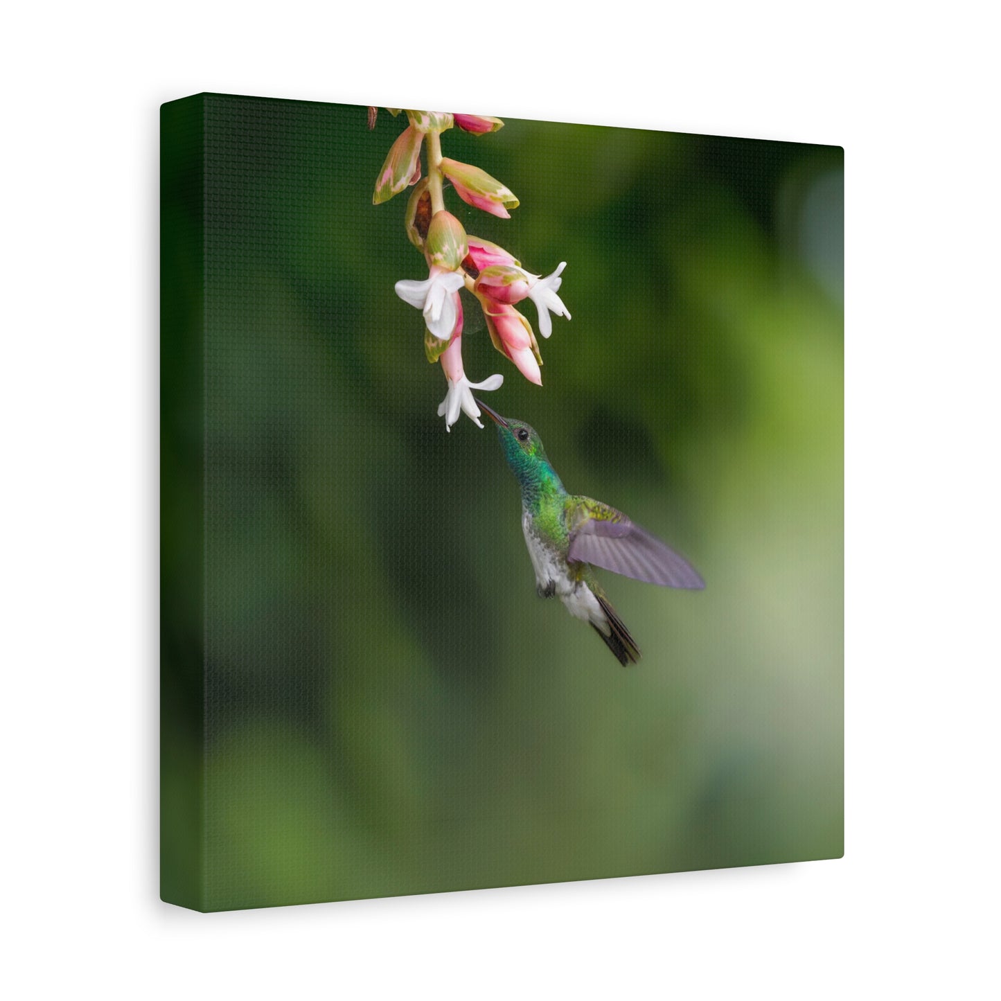 Mangrove Hummingbird 8x8 Canvas Print