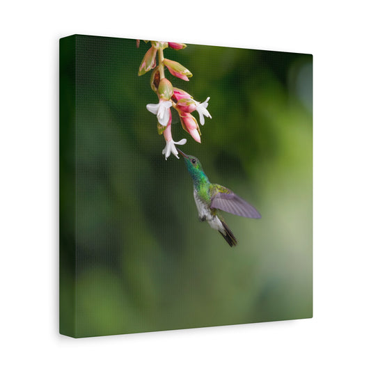 Mangrove Hummingbird 8x8 Canvas Print