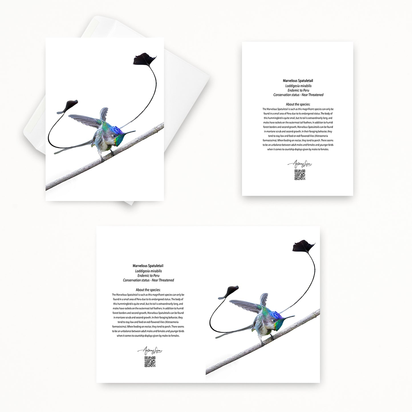 Marvelous Spatuletail 5x7 note card featuring Anthony Lujan photography