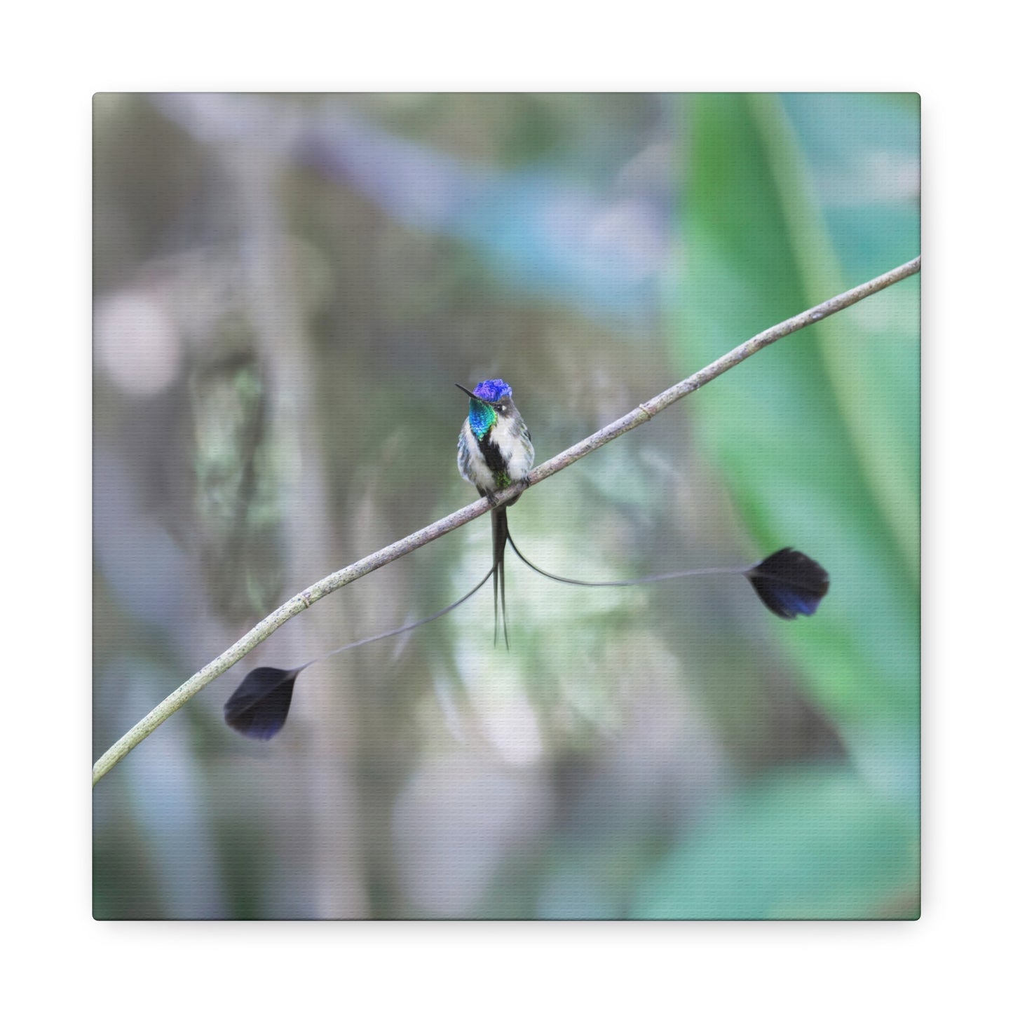 Marvelous Spatuletail 8x8 Canvas Print
