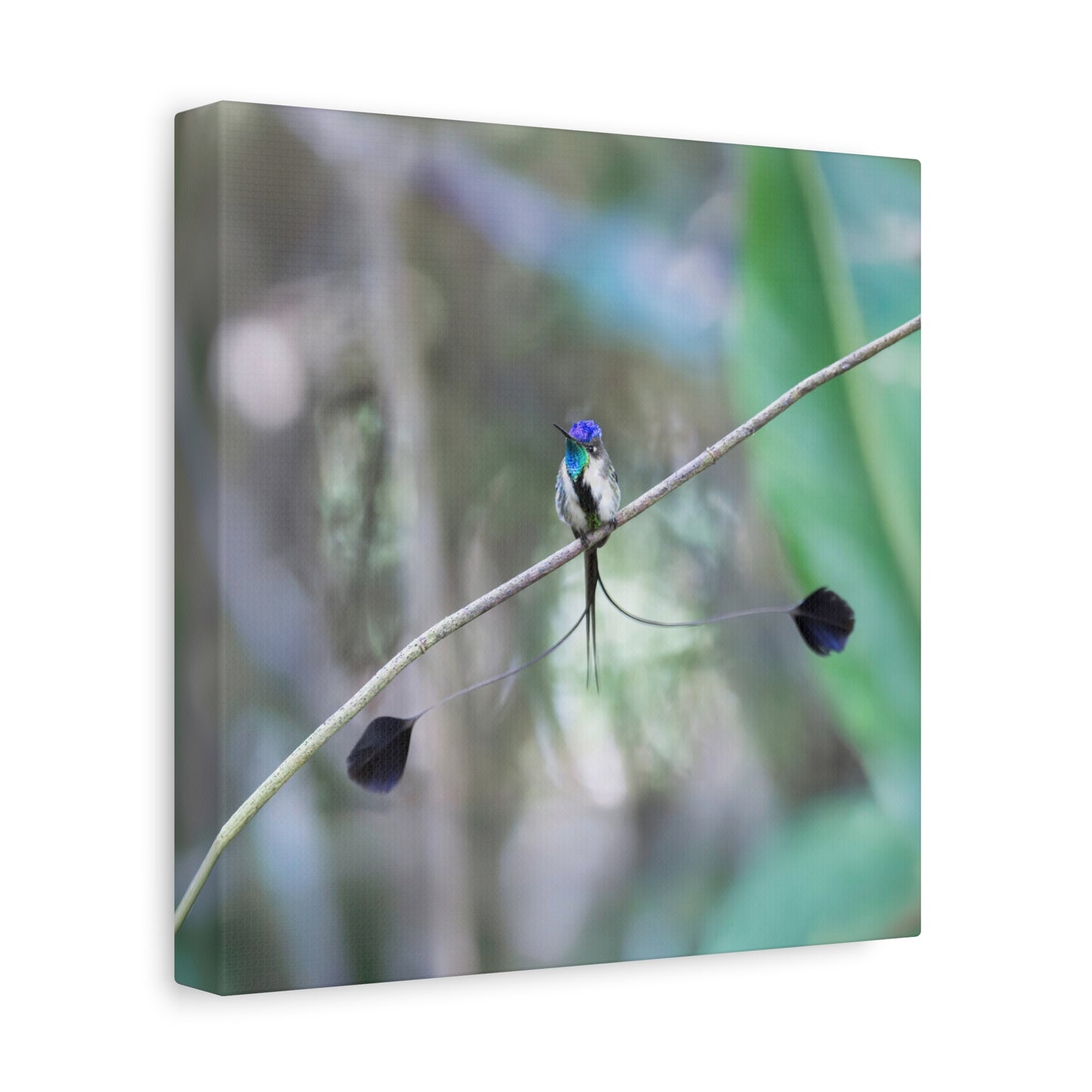 Marvelous Spatuletail 8x8 Canvas Print