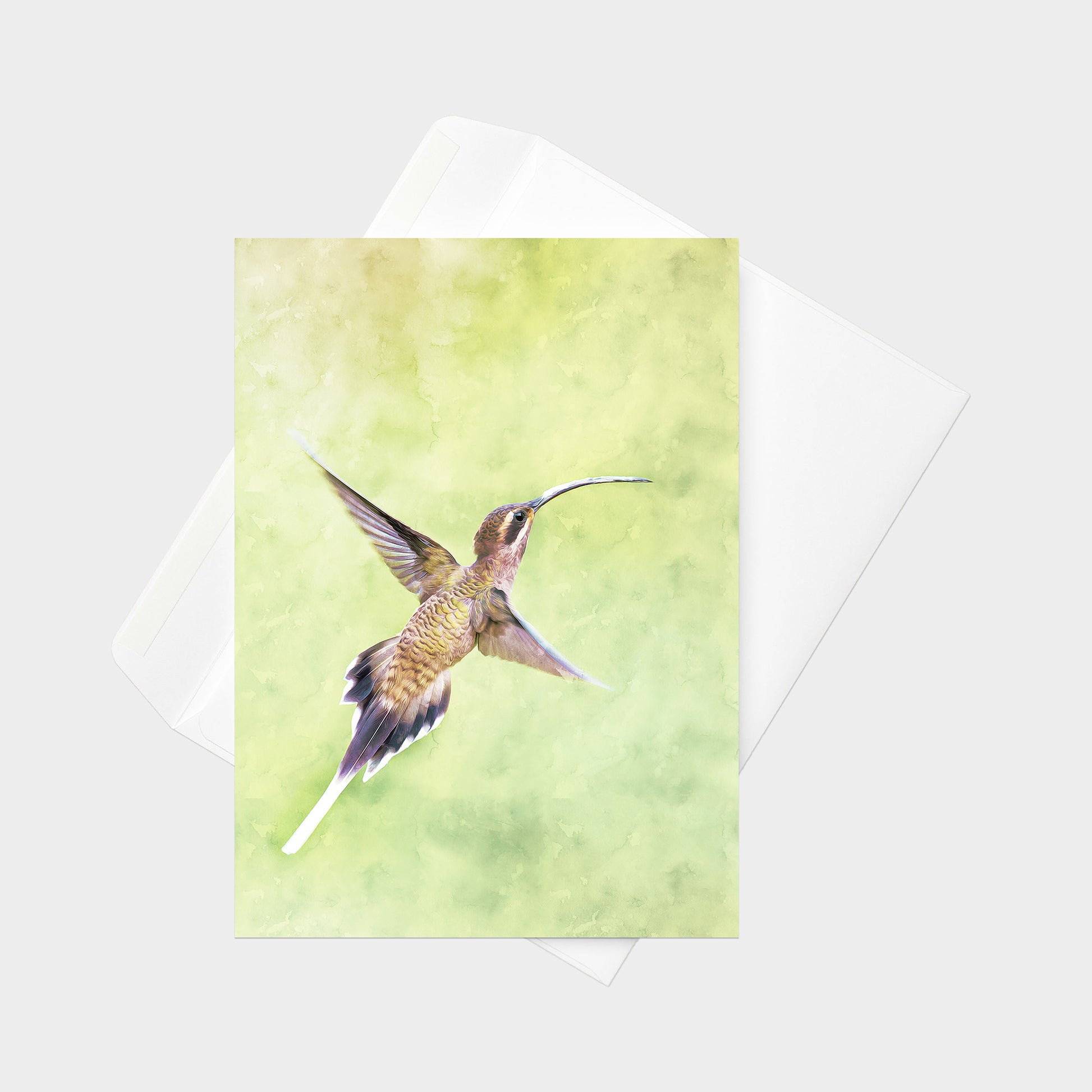 Mexican Hermit note card back view