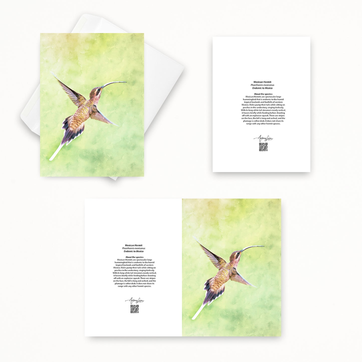 Mexican Hermit 5x7 note card featuring Anthony Lujan photography