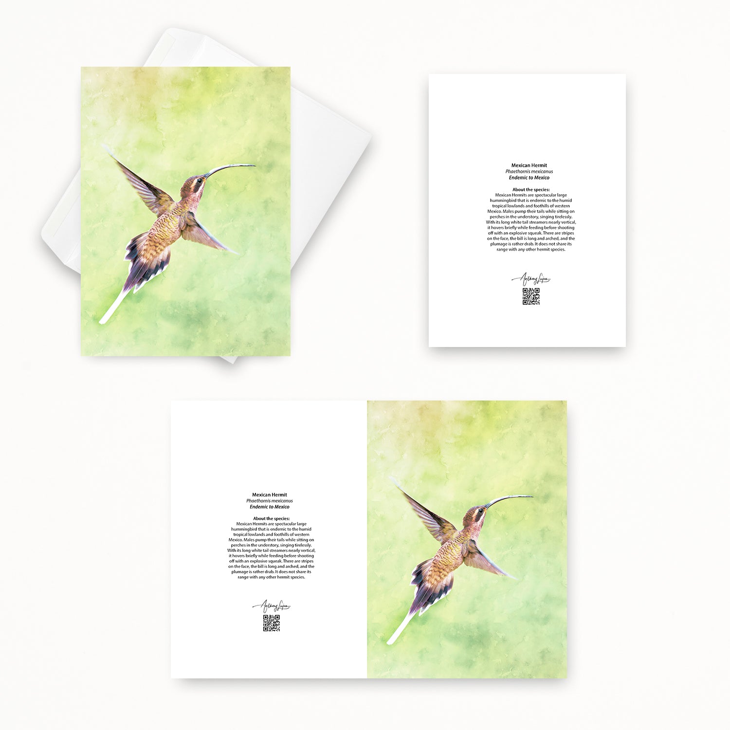 Mexican Hermit 5x7 note card featuring Anthony Lujan photography