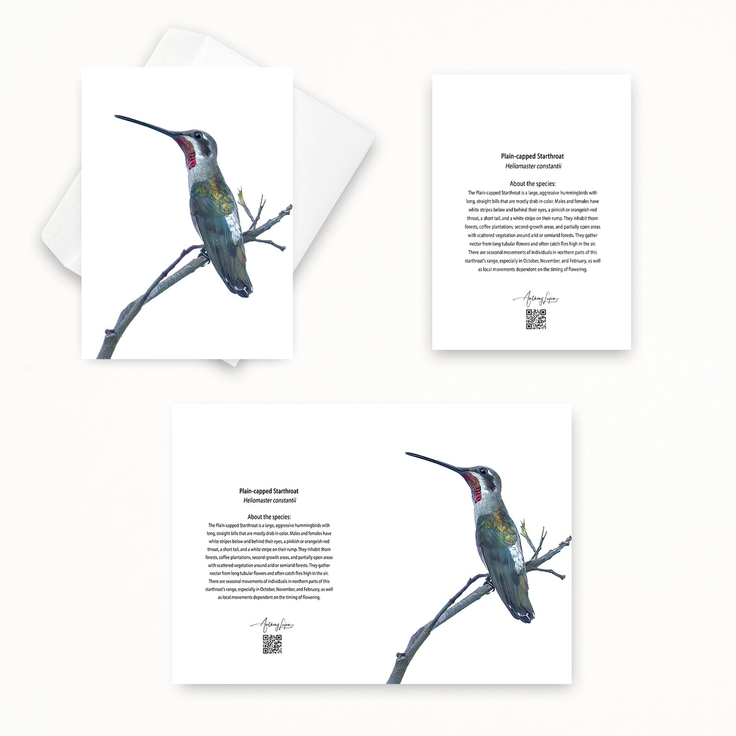 Plain-capped Starthroat 5x7 note card featuring Anthony Lujan photography
