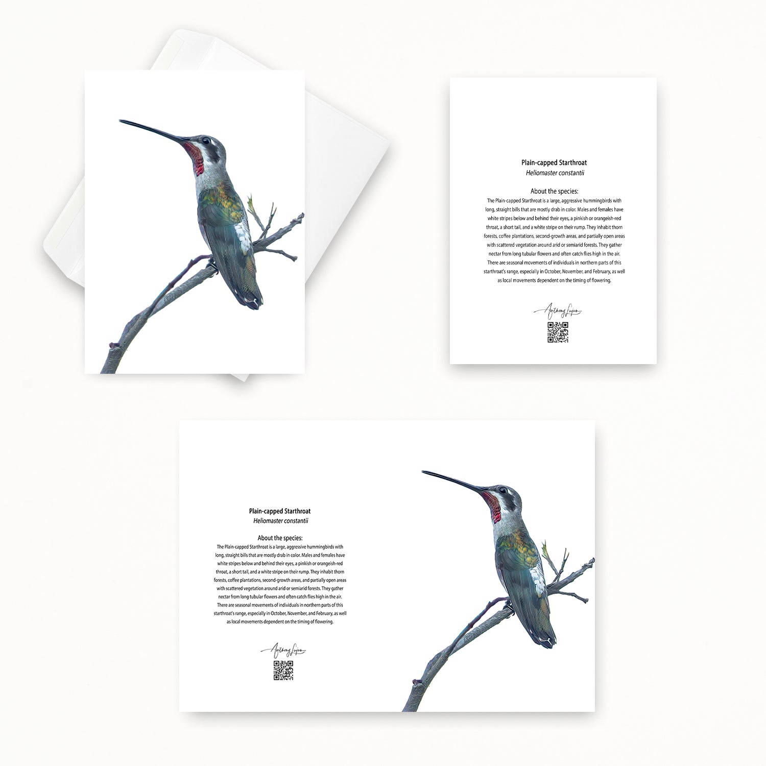 Plain-capped Starthroat 5x7 note card featuring Anthony Lujan photography