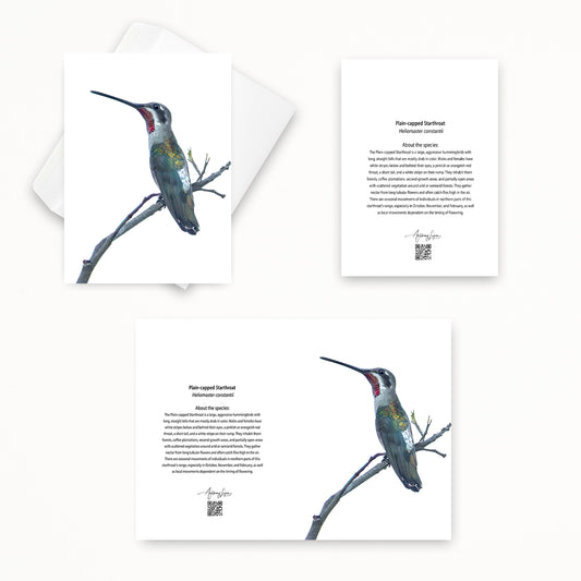 Plain-capped Starthroat 5x7 note card featuring Anthony Lujan photography