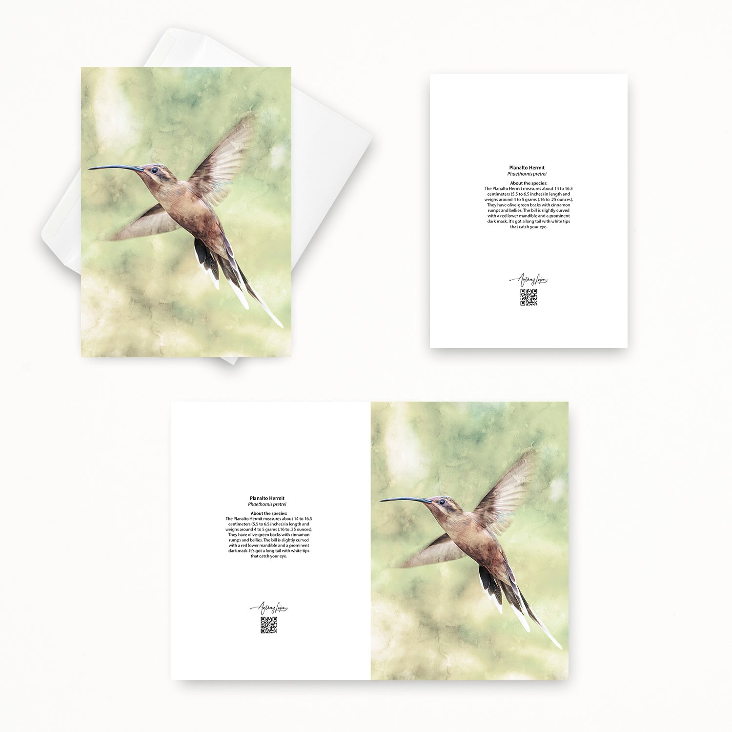 Planalto Hermit 5x7 note card featuring Anthony Lujan photography