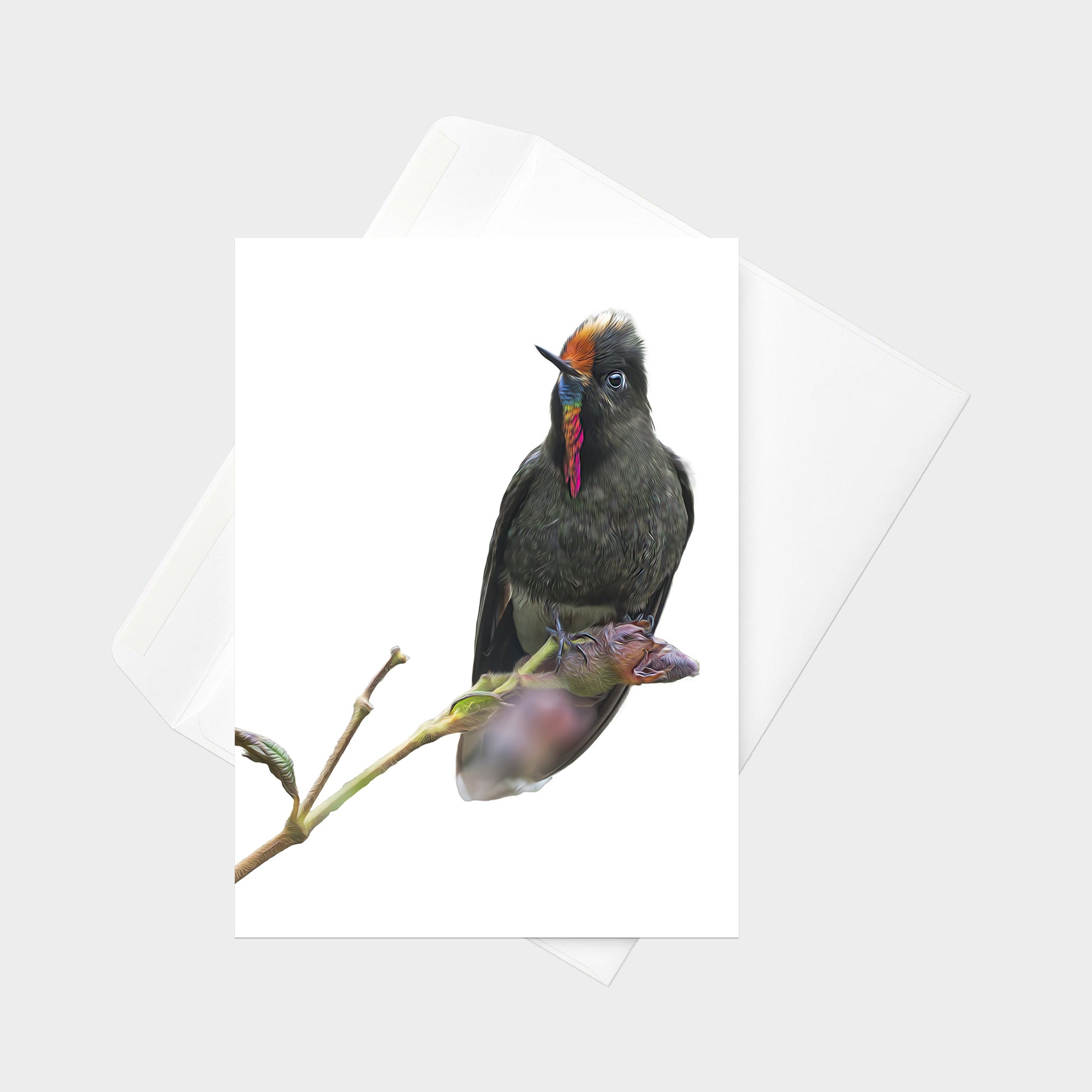 Rainbow-bearded Thornbill note card back view
