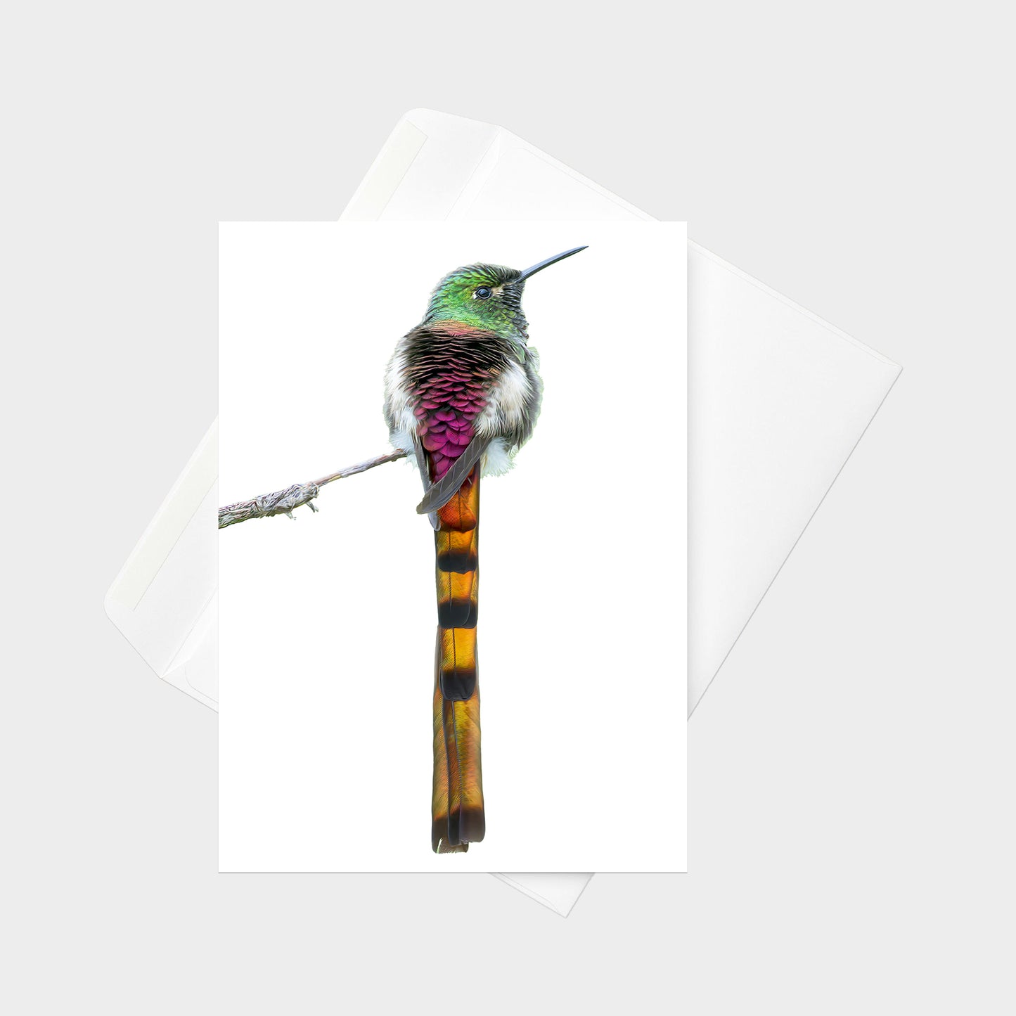Red-tailed Comet note card back view