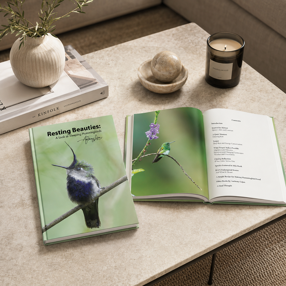 Resting Beauties: A Look at Sleeping Hummingbirds - Hardcover