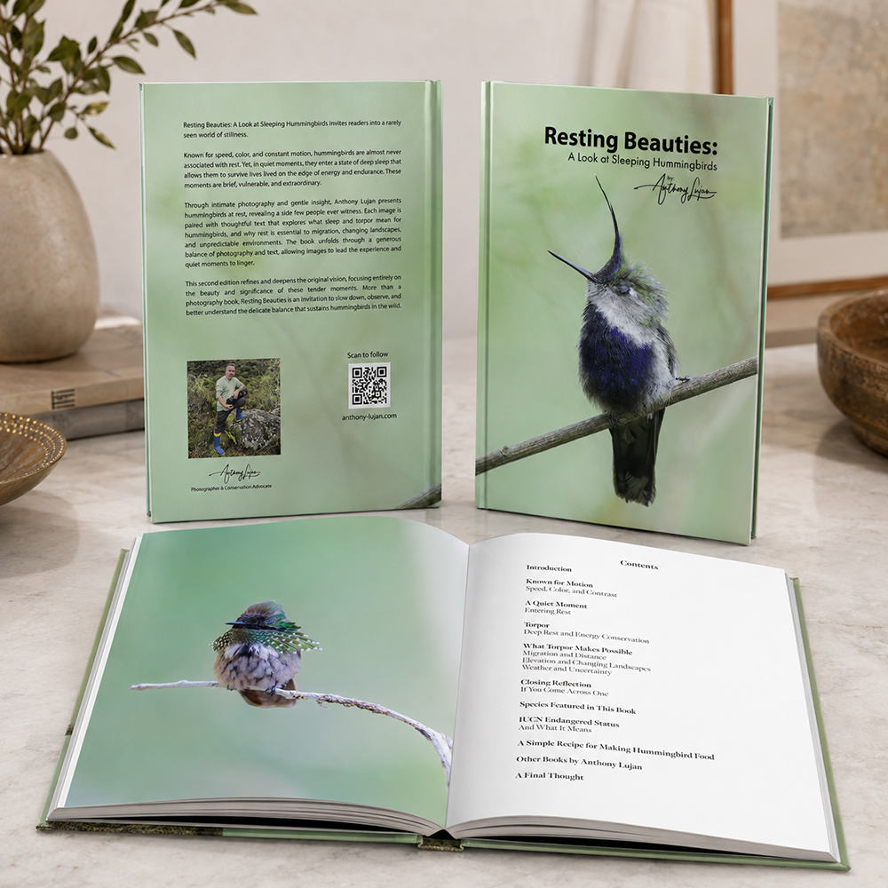 Resting Beauties: A Look at Sleeping Hummingbirds - Hardcover