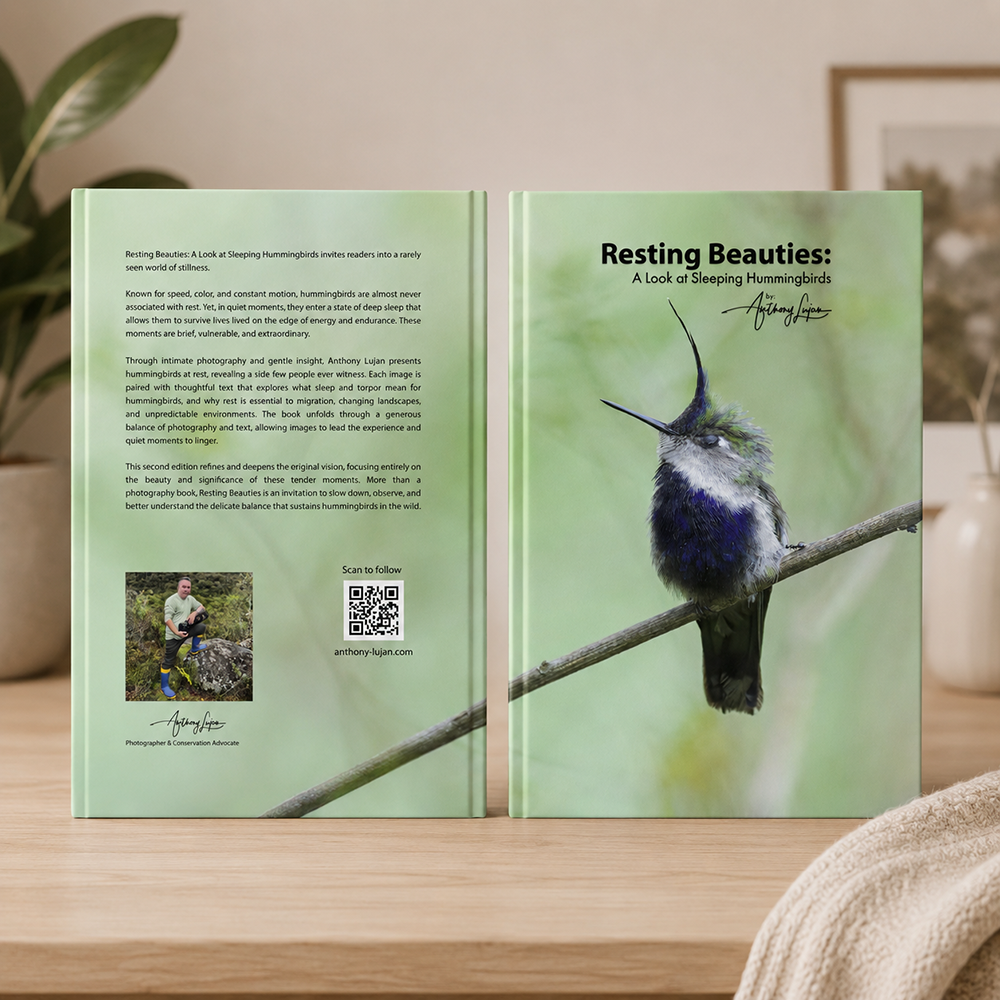 Resting Beauties: A Look at Sleeping Hummingbirds - Hardcover
