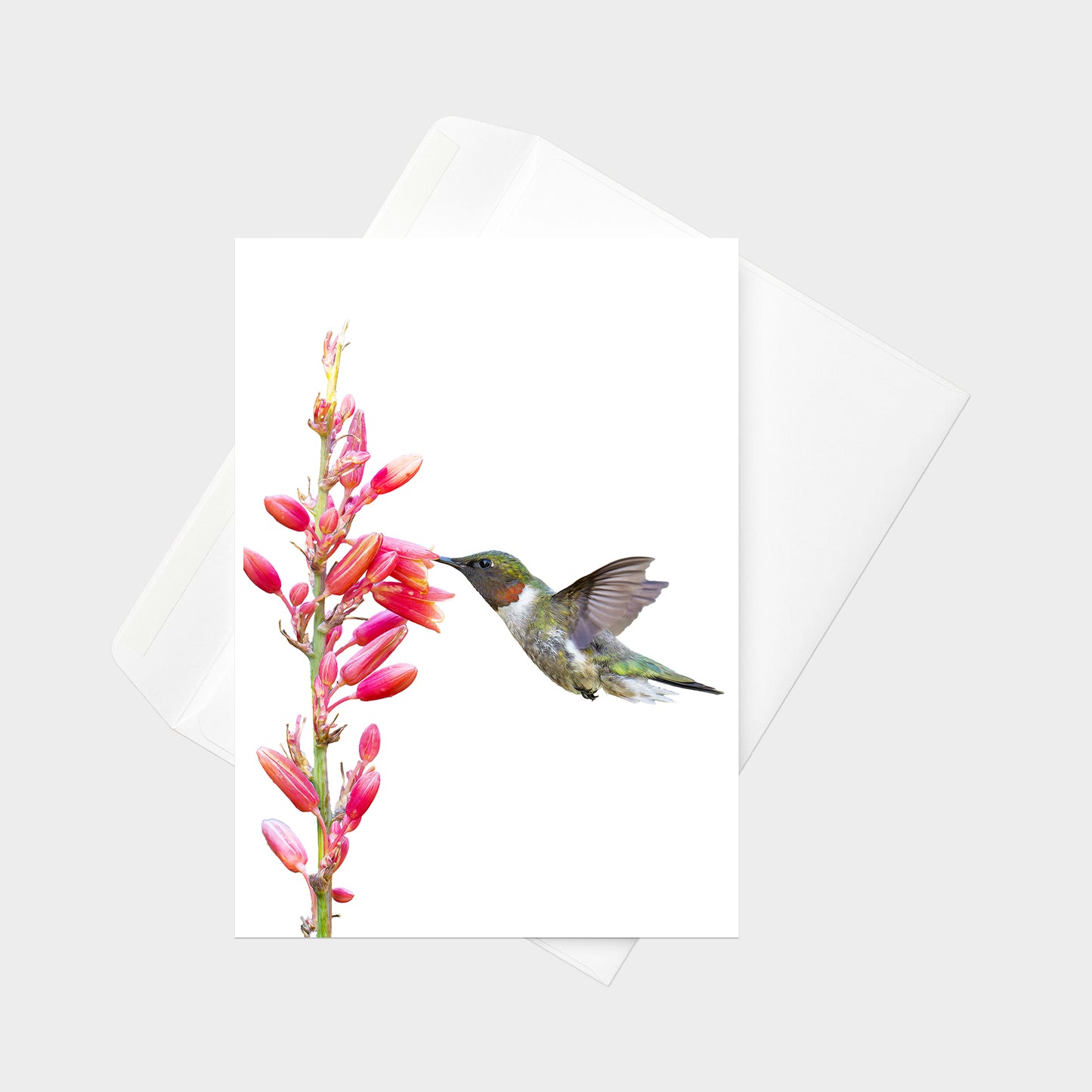 Ruby-throated Hummingbird note card back view