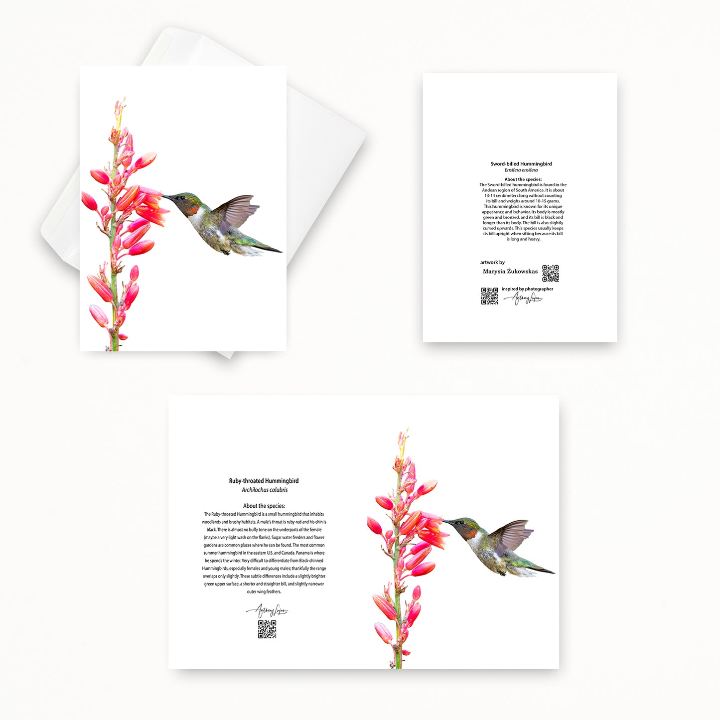 Ruby-throated Hummingbird 5x7 note card featuring Anthony Lujan photography