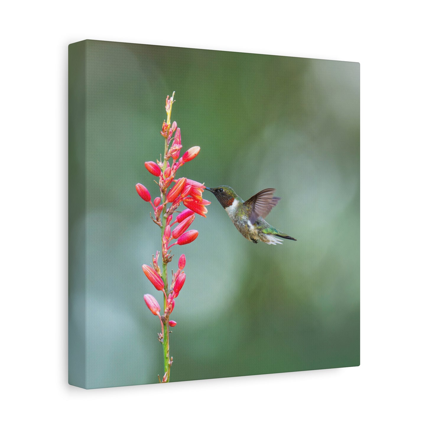 Ruby-throated Hummingbird 8x8 Canvas Print