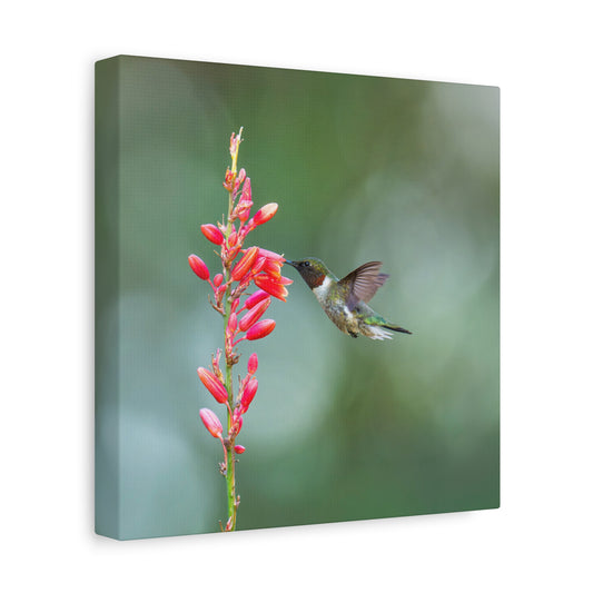 Ruby-throated Hummingbird 8x8 Canvas Print