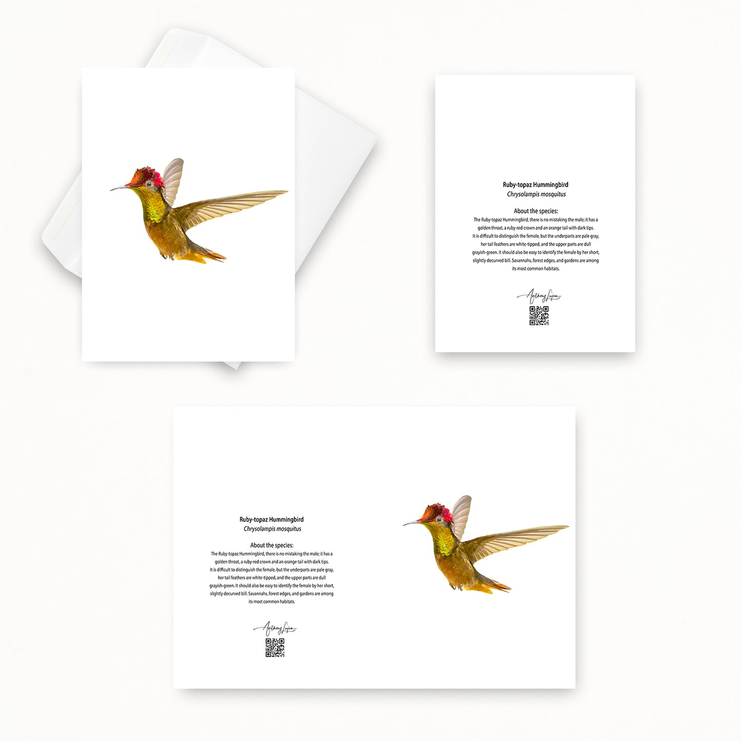 Ruby-topaz Hummingbird 5x7 note card featuring Anthony Lujan photography