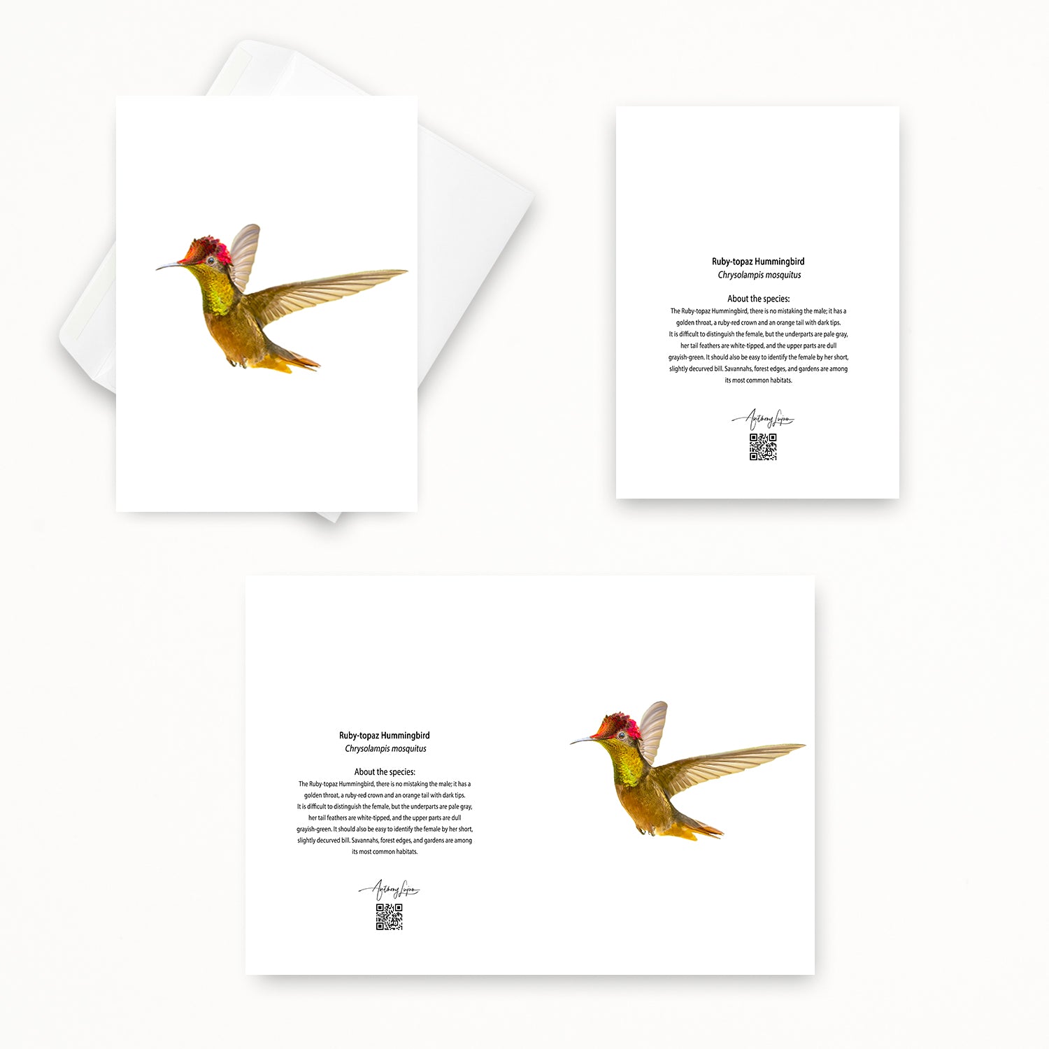 Ruby-topaz Hummingbird 5x7 note card featuring Anthony Lujan photography