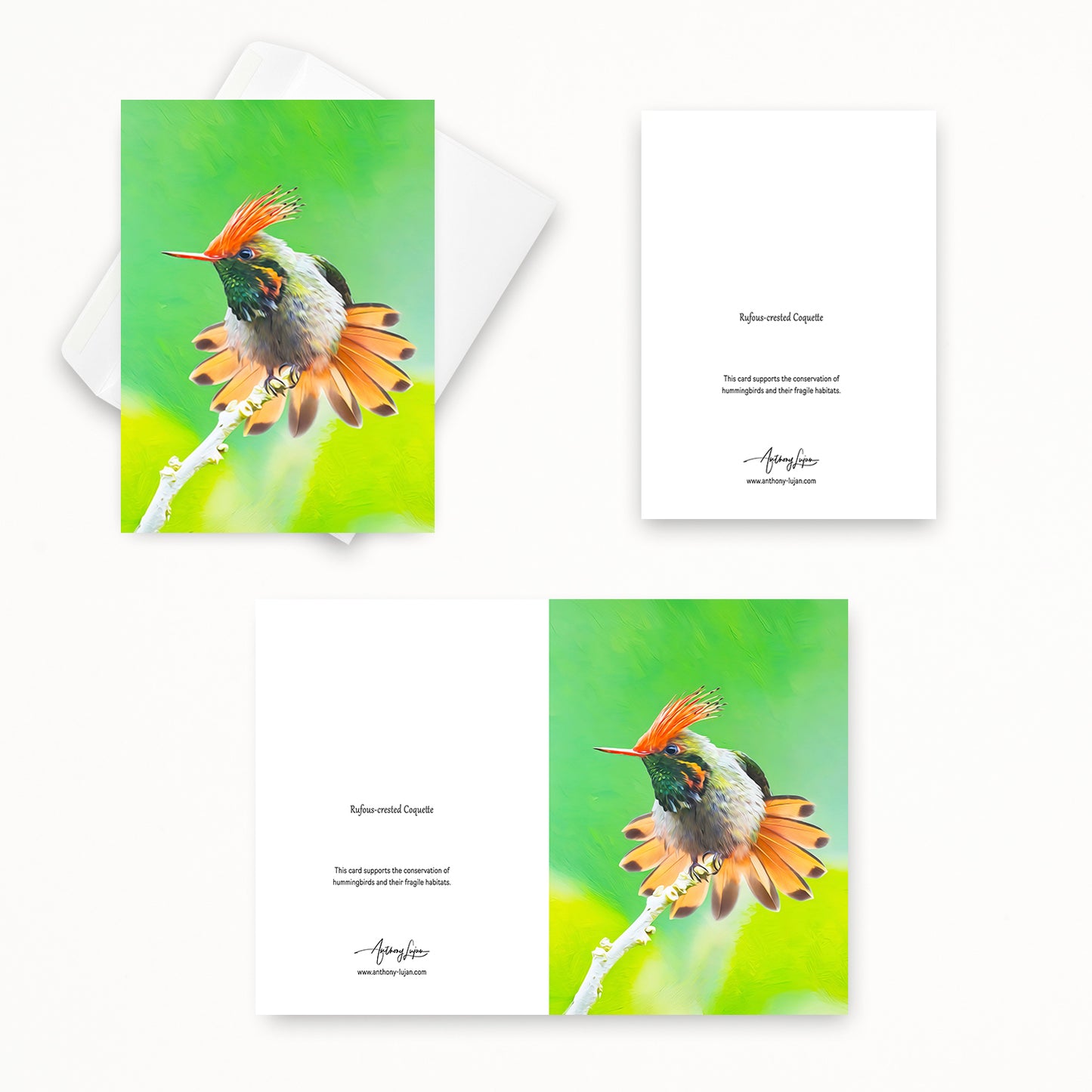 Rufous-crested Coquette | 5x7 Note Card