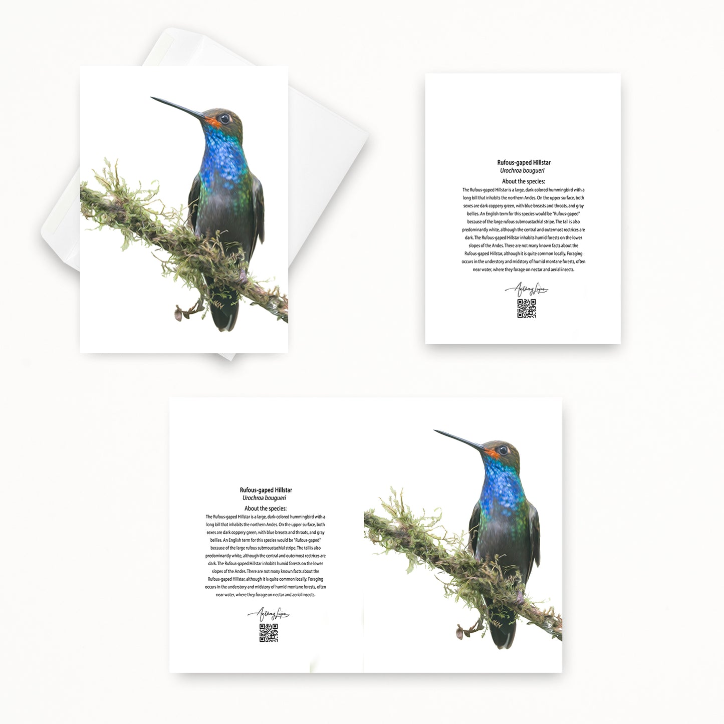 Rufous-gaped Hillstar 5x7 note card featuring Anthony Lujan photography