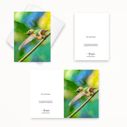 Short-crested Coquette | 5x7 Note Card