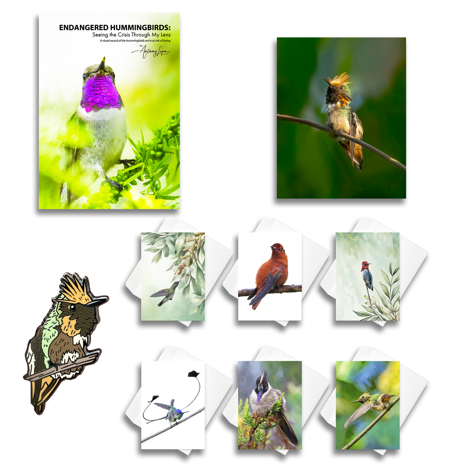 Short-crested Coquette Sponsorship $2,500
