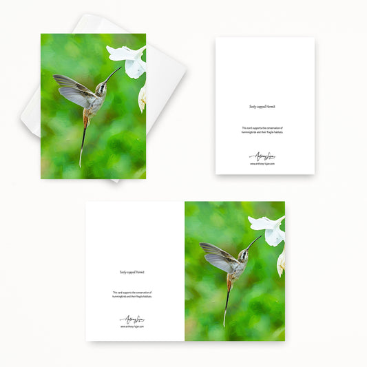 Sooty-capped Hermit | 5x7 Note Card