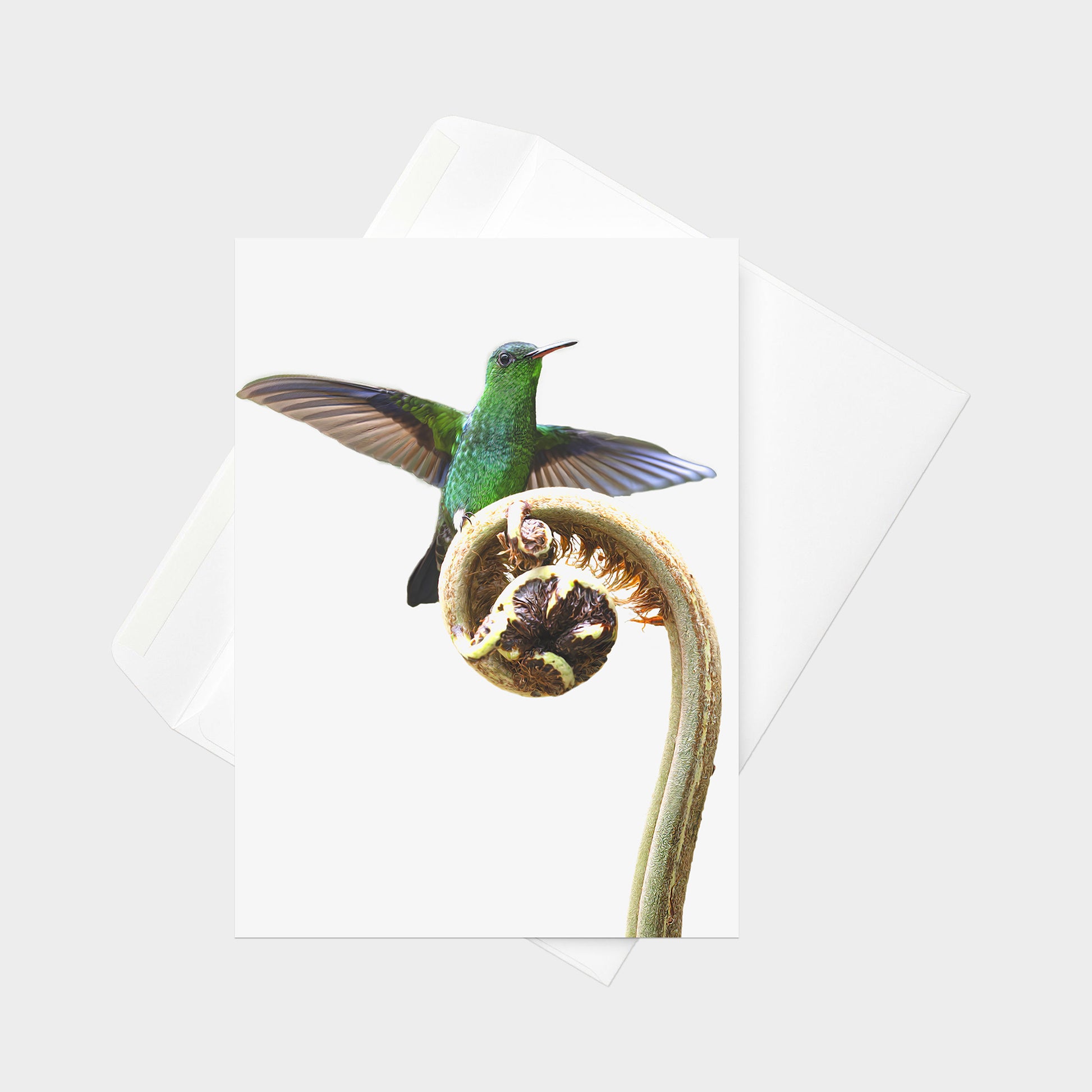 Steely-vented Hummingbird note card back view