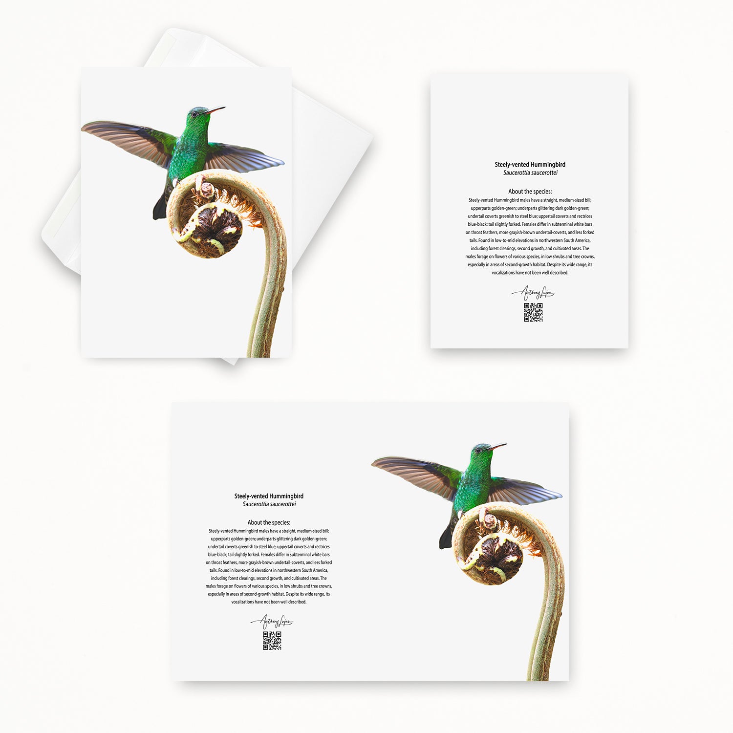 Steely-vented Hummingbird 5x7 note card featuring Anthony Lujan photography