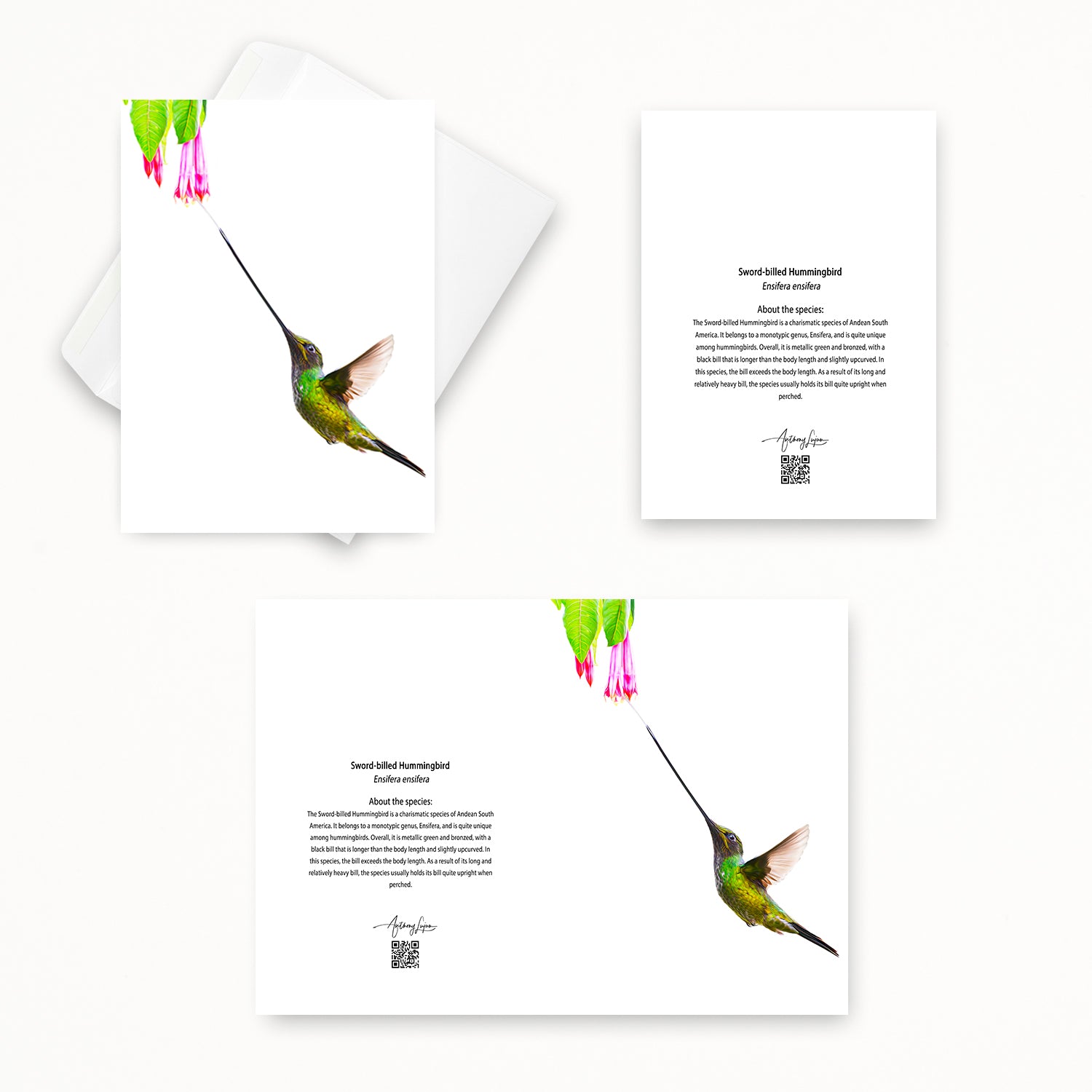 Sword-billed Hummingbird 5x7 note card featuring Anthony Lujan photography