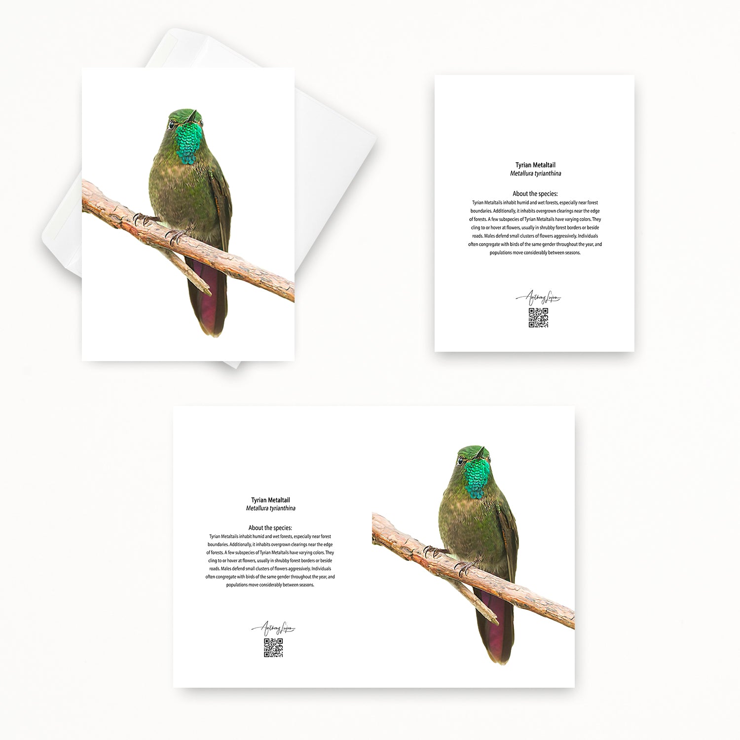 Tyrian Metaltail 5x7 note card featuring Anthony Lujan photography