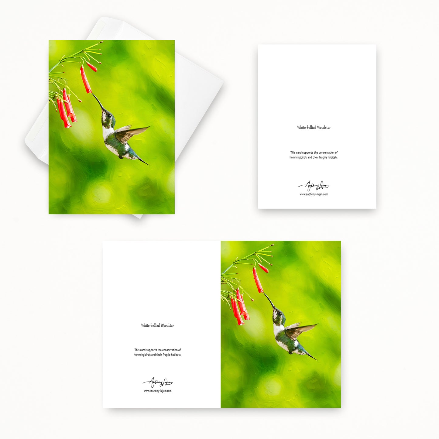 White-bellied Woodstar  | 5x7 Note Card