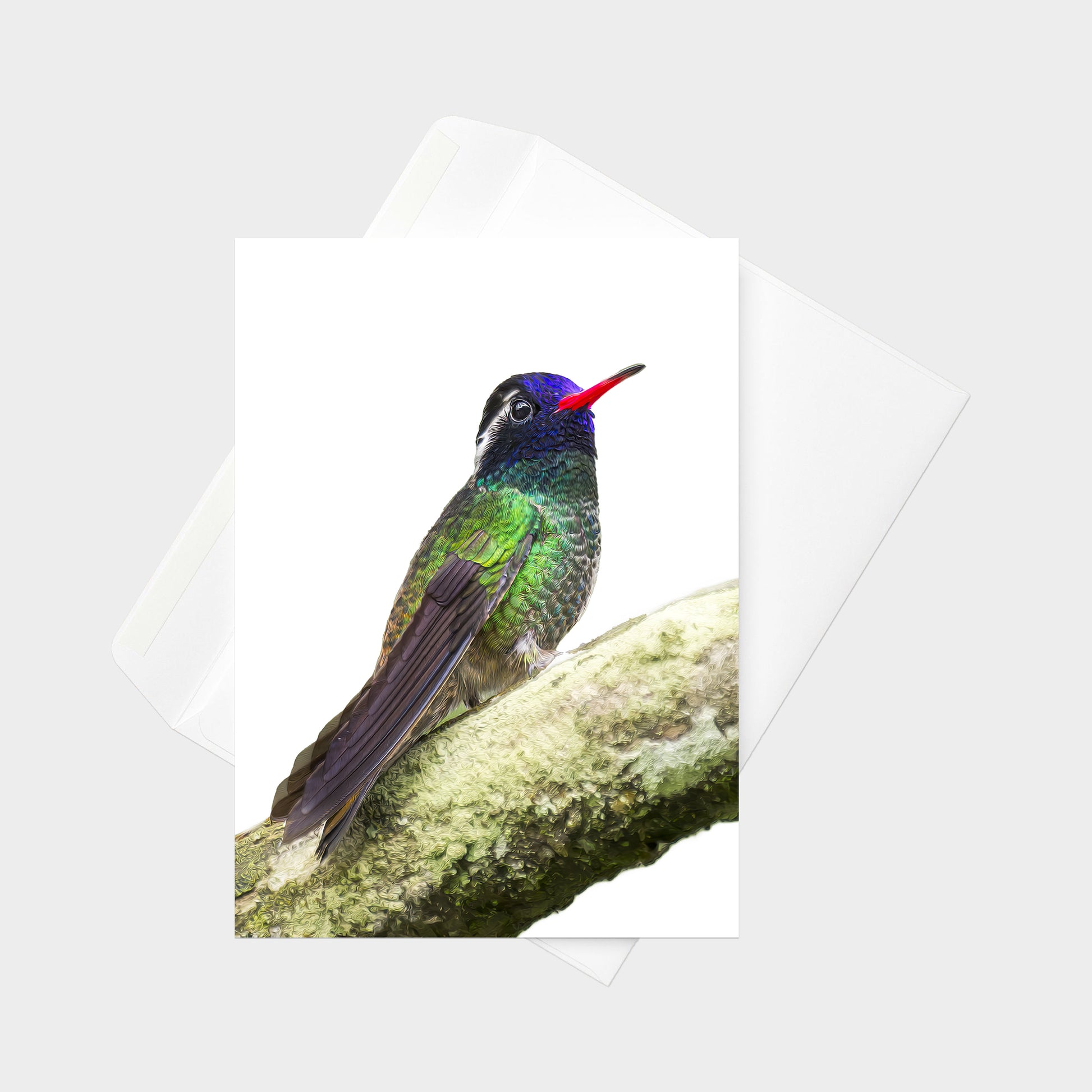 White-eared Hummingbird note card back view