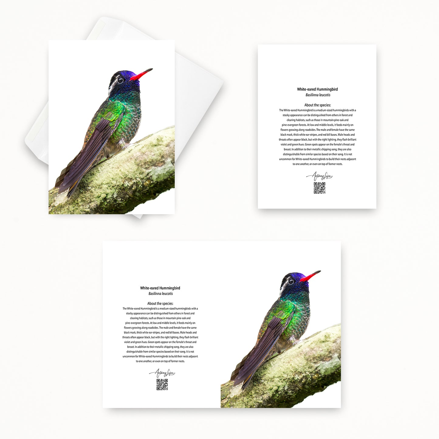 White-eared Hummingbird 5x7 note card featuring Anthony Lujan photography