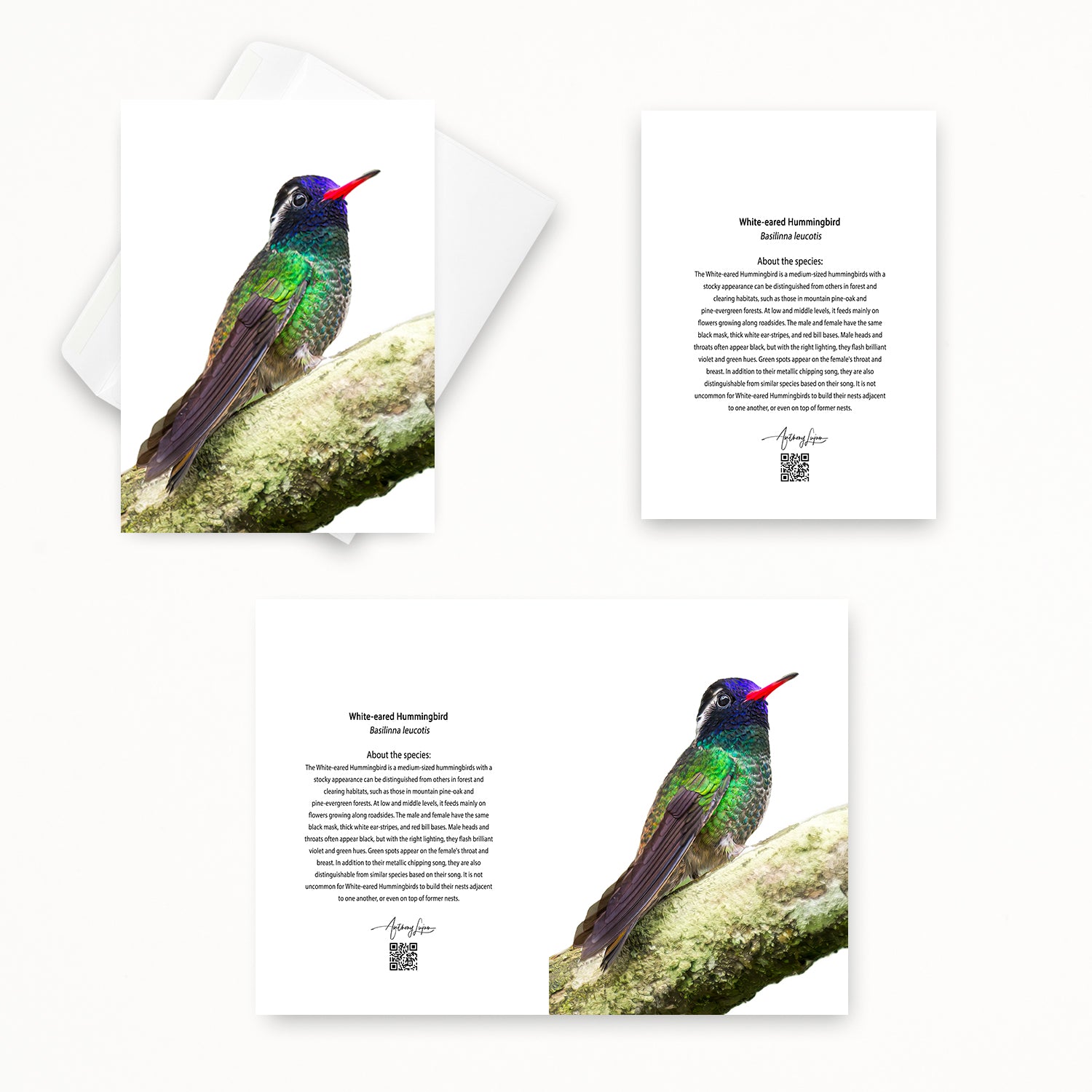 White-eared Hummingbird 5x7 note card featuring Anthony Lujan photography