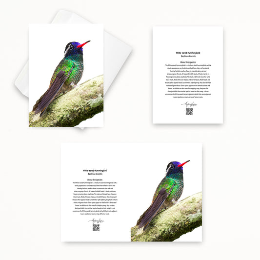 White-eared Hummingbird 5x7 note card featuring Anthony Lujan photography