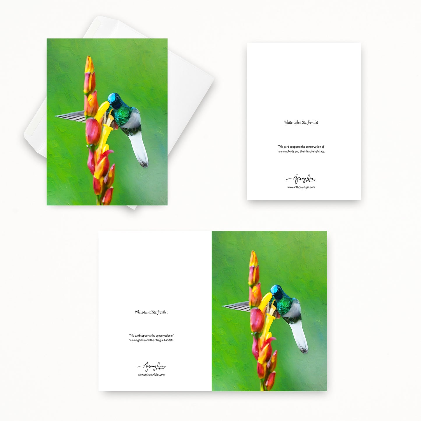 White-tailed Starfrontlet | 5x7 Note Card