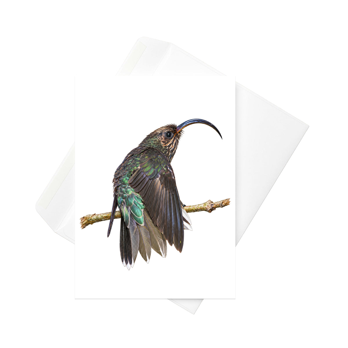 White-tipped Sicklebill | 5x7 Note Card