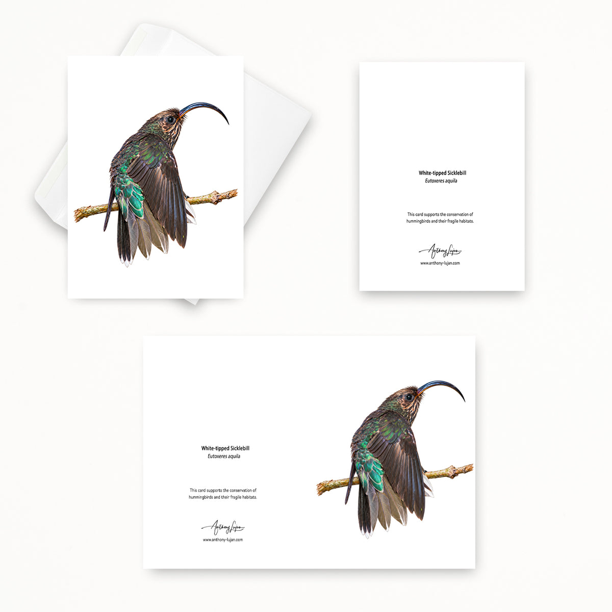 White-tipped Sicklebill | 5x7 Note Card