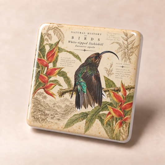 White-tipped Sicklebill Porcelain Magnet